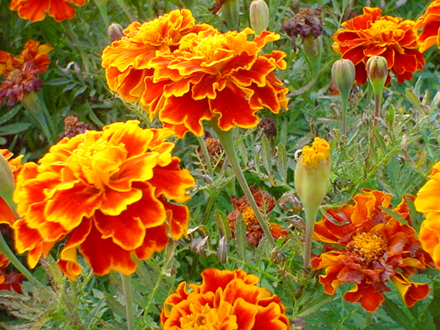 orange marigolds