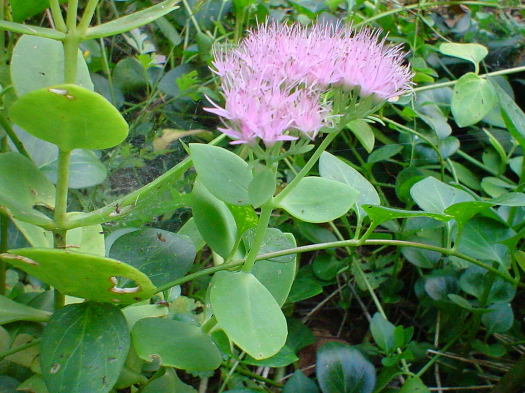 kalankoe flowers