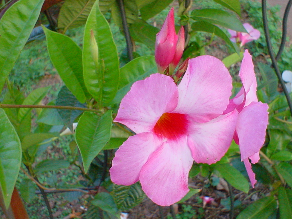 pink mandevilla flowers