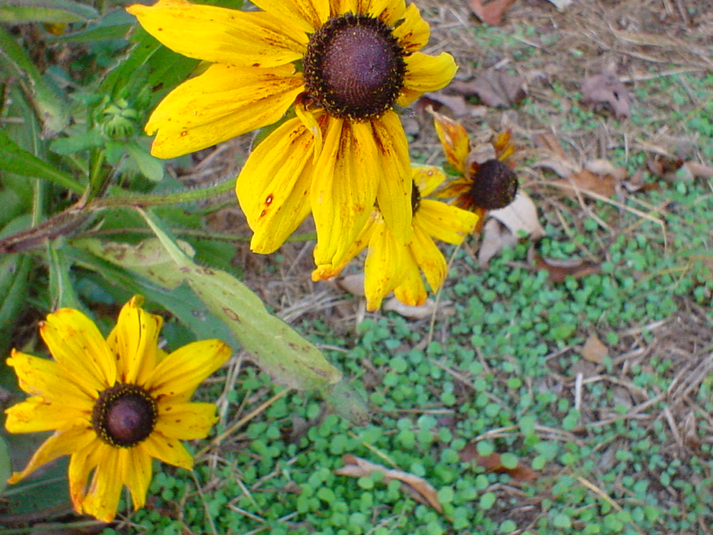blackeyed susan flowers