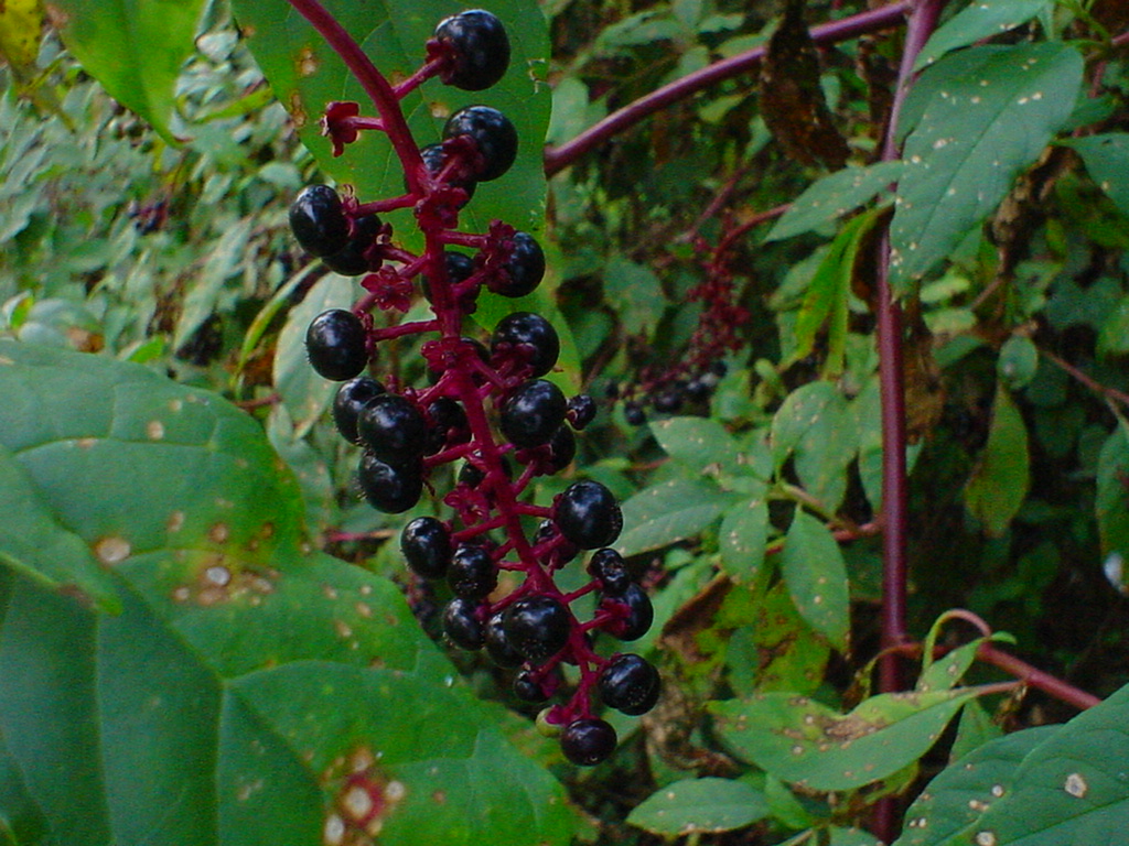 pokeberry berries