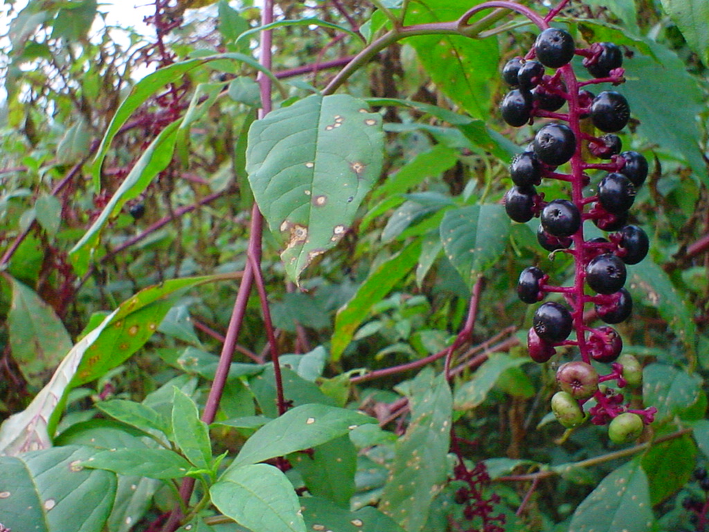 pokeberry berries