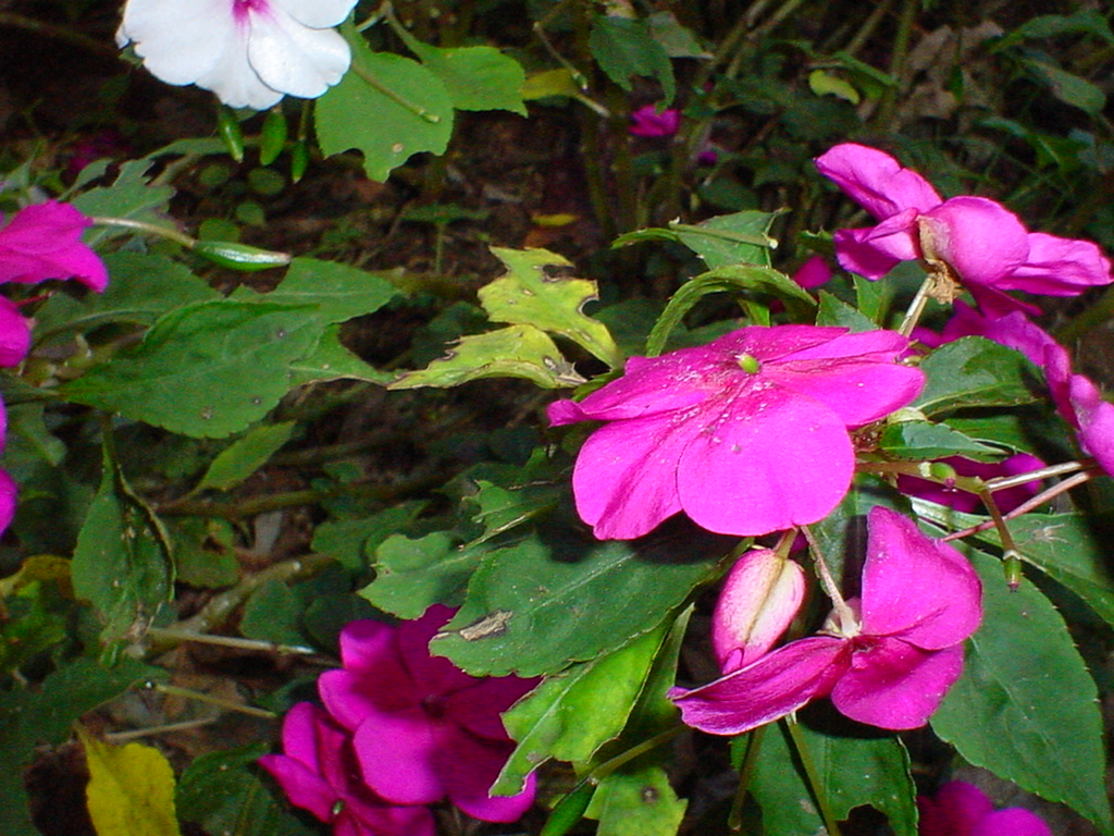 white and pink impatiens flowers