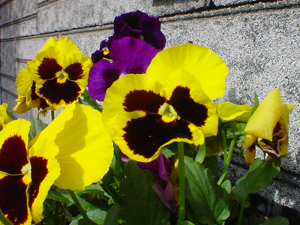 pansy (pansies) flowers