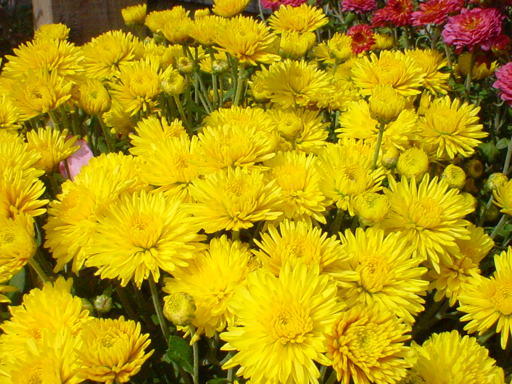 yellow mums flowers
