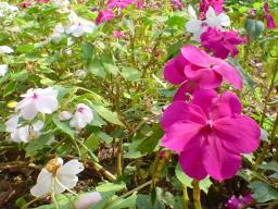white and pink impatiens flowers