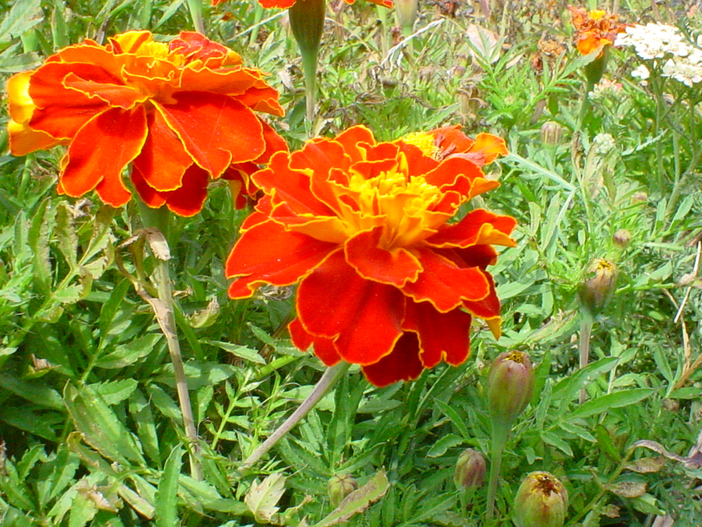 orange marigolds