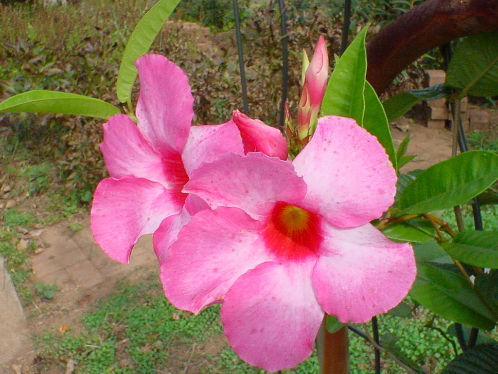 pink mandevilla flowers