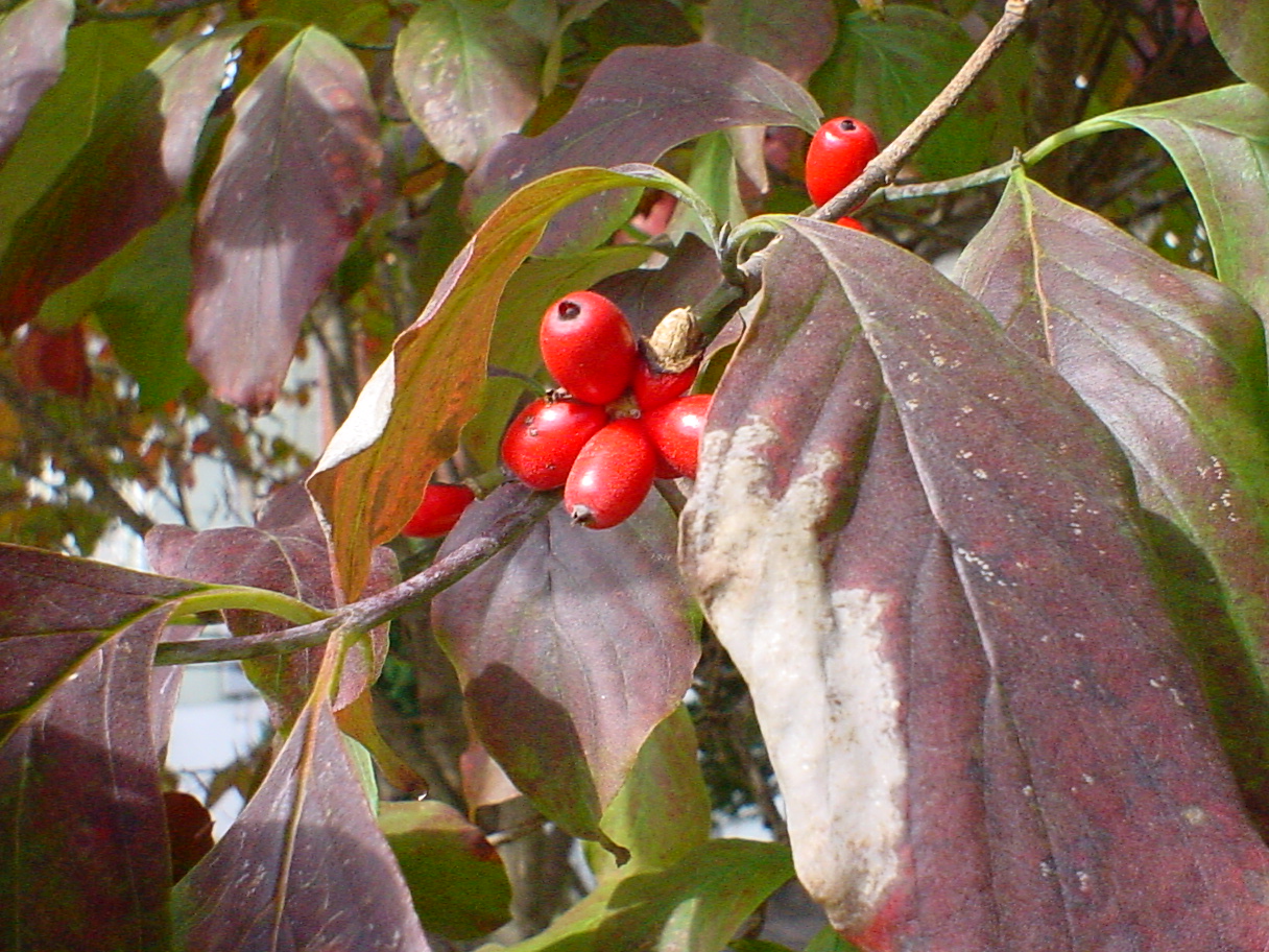 dogwood berries