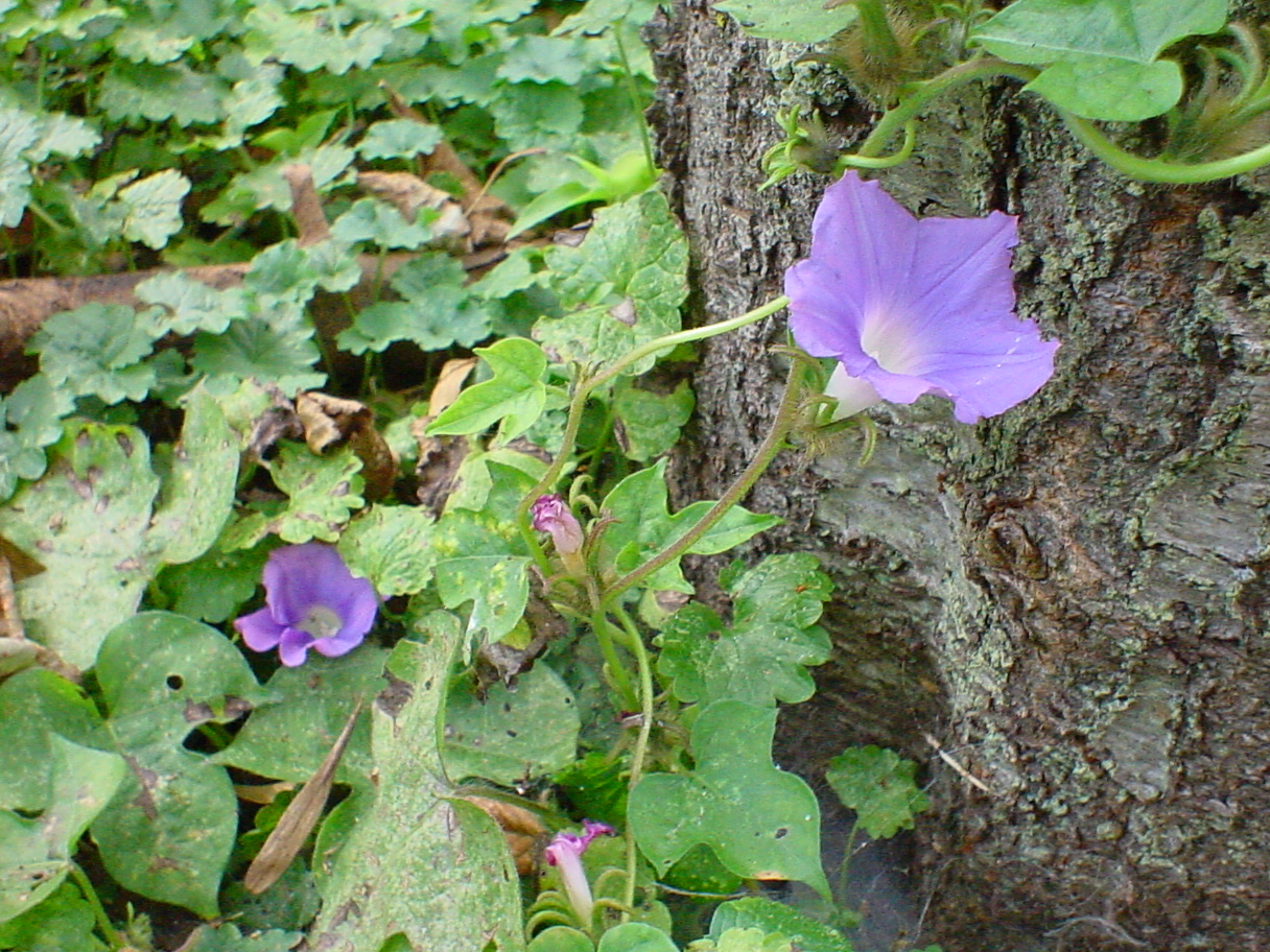 morning glory, purple, white