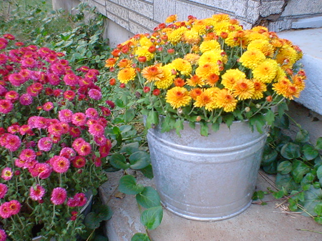 magenta and orange mums in a pail